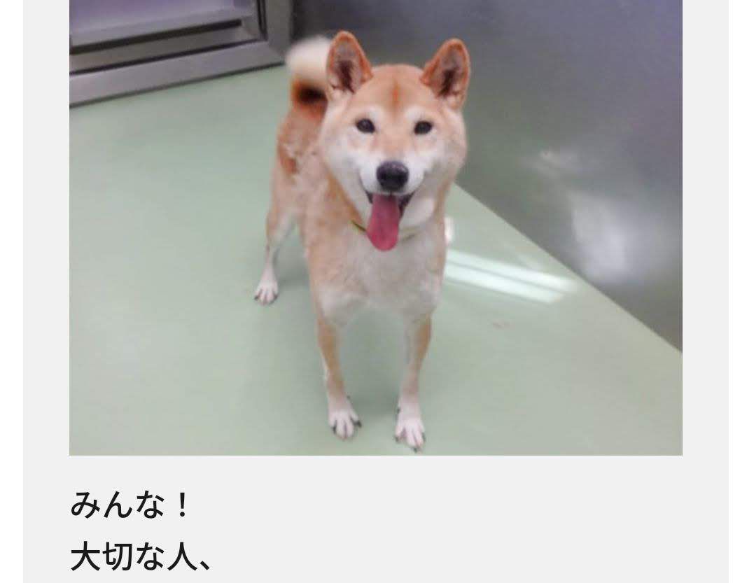 命をつなぐストーリー – 犬と猫の里親ガイド