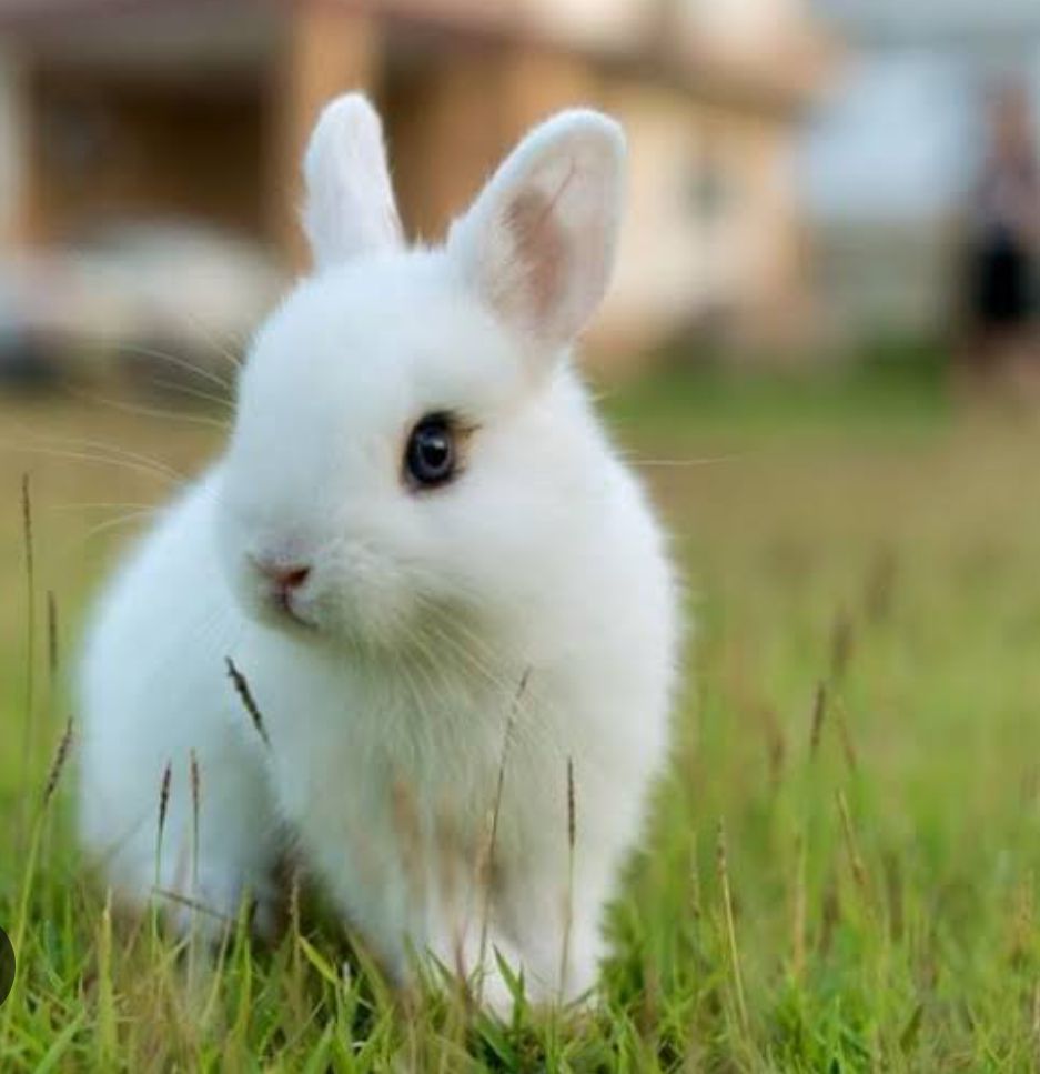 El lujo de moda no deveria ser con la crueldad animal